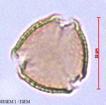 ISEM 1/Centranthus_ruber_29173/Centranthus_ruber_29173_0002(copy).jpg